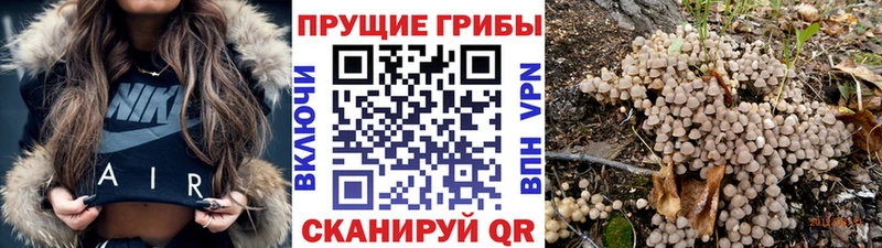 Галлюциногенные грибы Psilocybine cubensis Ермолино